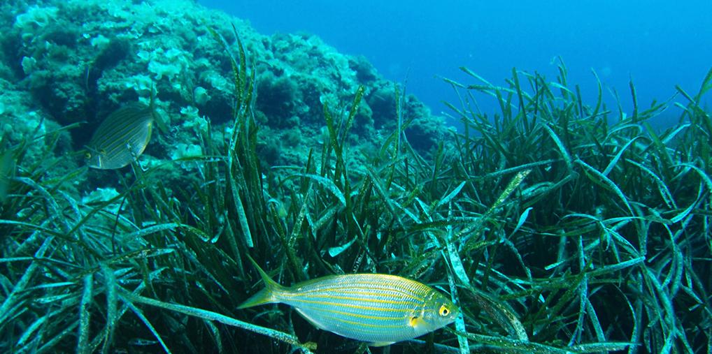 Menorca bajo el agua